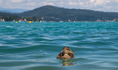 Ente am Wörthersee