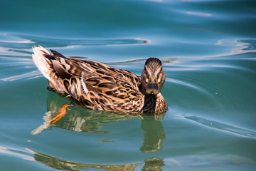 Ente am Wörthersee
