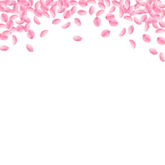 Sakura petals falling down. Romantic pink bright medium flowers. Thick flying cherry petals. Square 