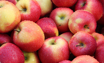 Autumn harvest. Apple.