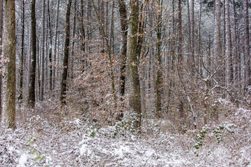 winter forest wonderland