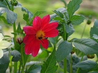 Red dahlia with a bumble bee sipping nectar in the garden
