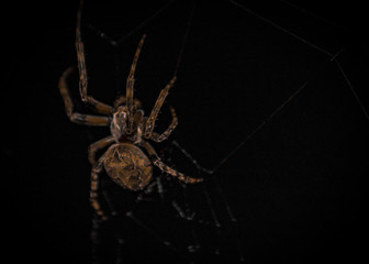 Spider