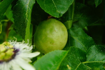 Fototapeta premium The passion fruit is growing