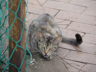 Cat eating on the pavement and snarling at an intruder  