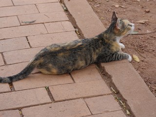  Side view of a cat stretched out on the pavement with head raised
