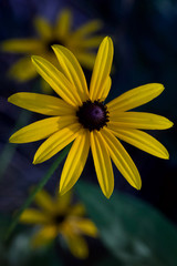 yellow flower on green background