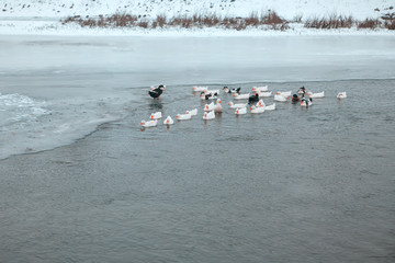 ducks swimming in frozen water