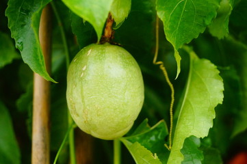 The passion fruit is growing