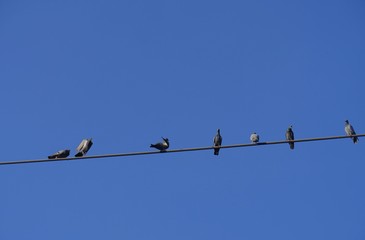 Birds perched on an electrical wire with blue skies in the background