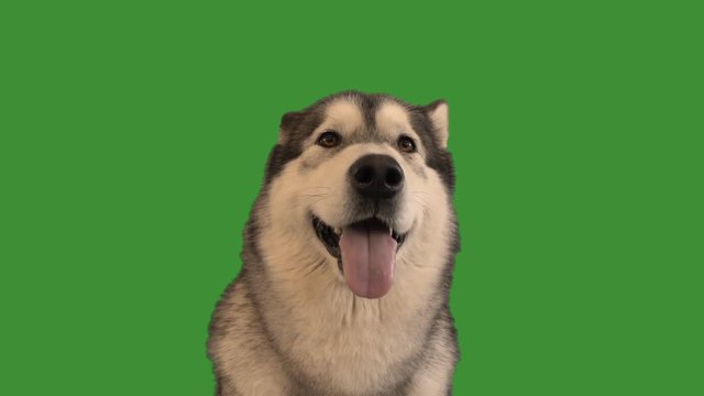 portrait of a malamute on a green screen