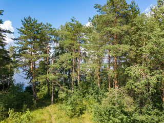Fototapeta premium Aerial view to pine forest, lake and blue sky with white clouds. Summer russian landscape.