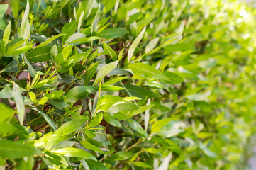 Fototapeta na wymiar Green leaves on bush as natural summer background.