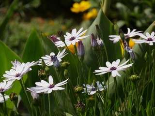 Fototapeta premium Beautiful white and yellow osteospermum flowers in the garden, with unopened buds