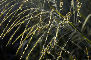 Nature in the morning To refresh