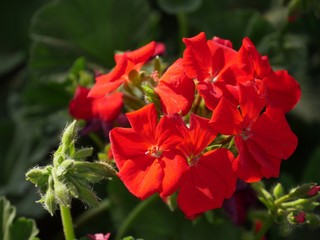 Bunch of red geranium flowers with blurred background