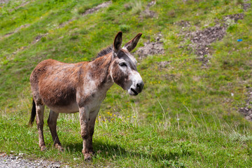 Portrait of a donkey in the mountains.