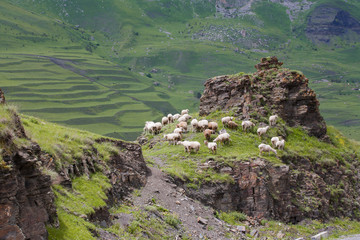 Group portrait of rams in the mountains.