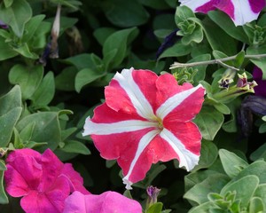 Wide shot of striped pink and white petunia flower in the garden