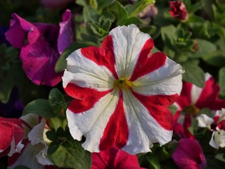 Close up of striped red and white petunia flower in the garden