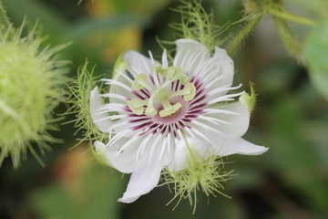 wild flower