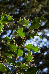 holly leafs on a branch