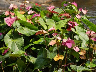 Thick shrubs of anthurium flowers in the garden