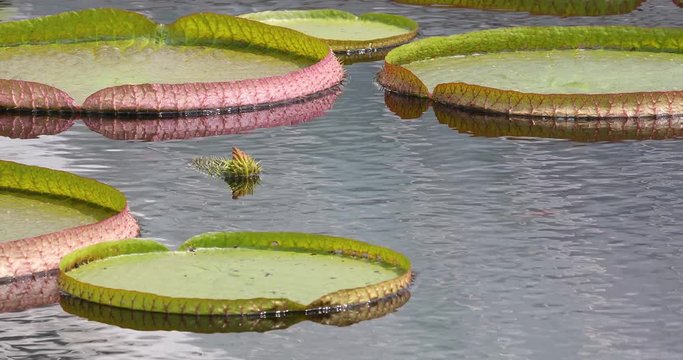 Giant water lily (Victoria amazonica) pads.