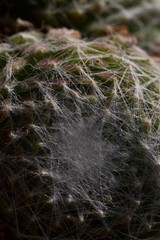 house leek centre in closeup