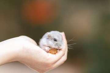 A small and adorable hamster on hands