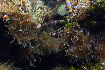 ocellaris clownfish clown anemonefish clownfish false percula clownfish Amphiprion ocellaris animal Underwater Photo close up small fish