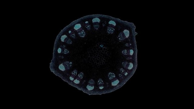 dicotyledon stem - cross section cut under the microscope &ndash; microscopic view of plant cells for botanic education