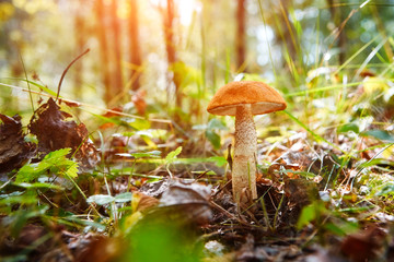 Close-up mushroom Leccinum scabrum grows in the forest. Little mushrooms, soft bokeh, green grass, leafs. Sunny summer day after rain.