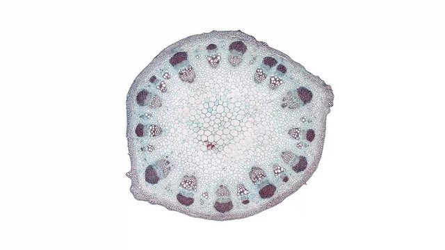 dicotyledon stem - cross section cut under the microscope &ndash; microscopic view of plant cells for botanic education