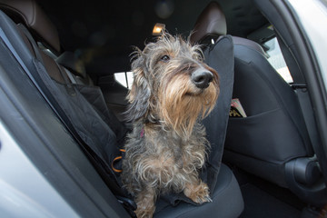 Cane bassotto a pelo ruvido in auto