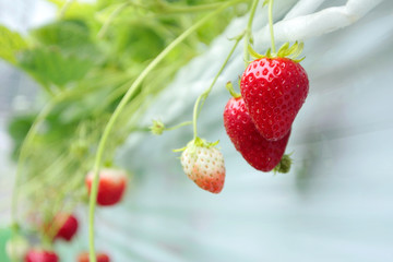 beautiful strawberries in greenhouse