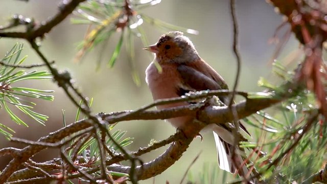chaffinch, Fringilla coelebs, song bird, perched on a pine branch back lit churping during autumn in scotland.