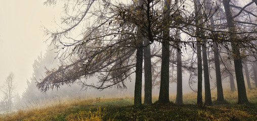 Fog and autumn colors in the woods