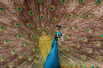 Obraz premium Der Pfau