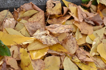 Fototapeta premium deciduous