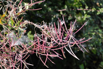 Pink Plant