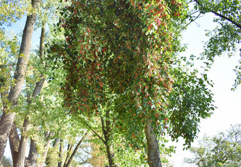 Trees with red fruits.