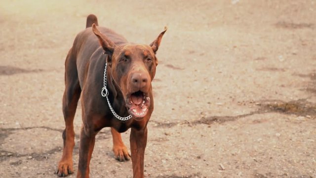 Doberman Breed Dog Barking