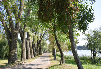 Alley of tall trees.