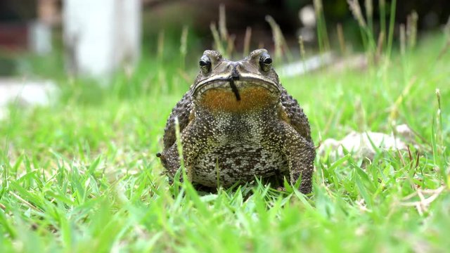 The toad are posing on grass on a nature background.
