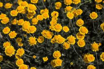 Yellow chamomile (anthemis tinctoria) growing wild in a meadow in Tuscany, Italy