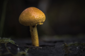 Close-up macro photo of a small mushroom