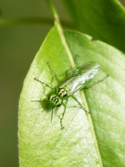The green sawfly Rhogogaster punctulata on a green leaf