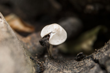 mushroom on a tree