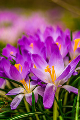 Crocus, plural crocuses or croci is a genus of flowering plants in the iris family. A single crocus, a bunch of crocuses, a meadow full of crocuses, close-up crocus
